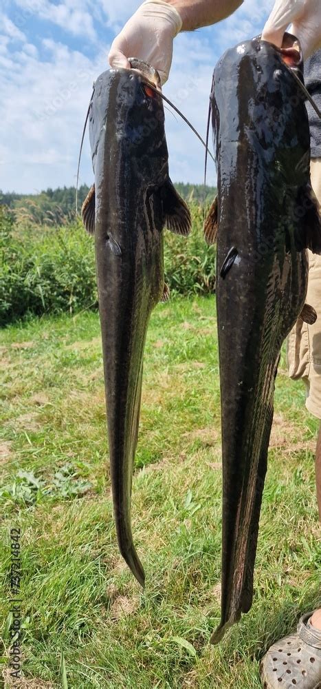 Wels Catfish: Exploring Europe's Giant Freshwater Fish.